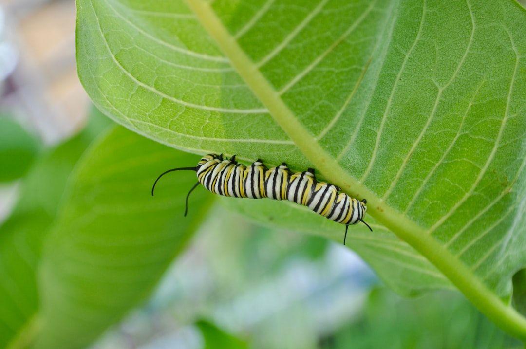 My aunt once told me that weeds are flowers tough enough to grow without human assistance. To my neighbors’ dismay, I let my weeds grow wild. Why? Every year, more milkweeds crop up in my rain garden. Today, I was fortunate enough to find a the caterpillar of a monarch butterfly hanging out under a milkweed leaf. Lying on the grass, snapping picture after picture, I didn’t care what the neighbors thought. Milkweed is under siege from round-up resistant crops and suburban lawn lords. No milkweed means no monarchs. Perhaps by sharing their beauty, I can help them fight back.