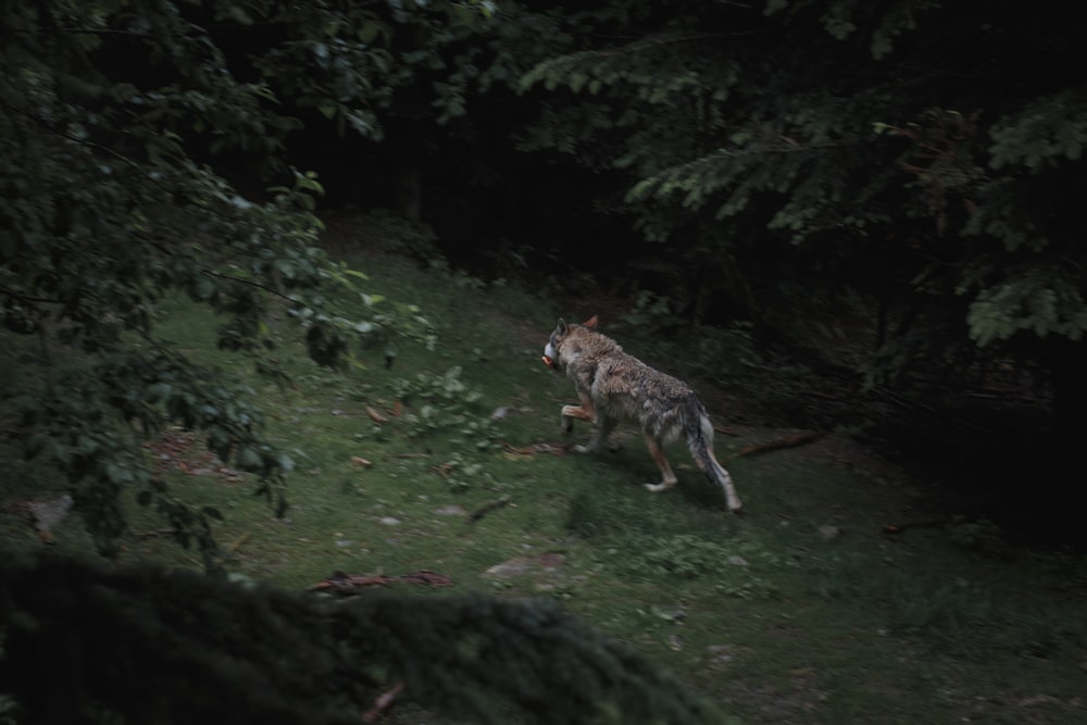 Wolfsjagd in freier Wildbahn