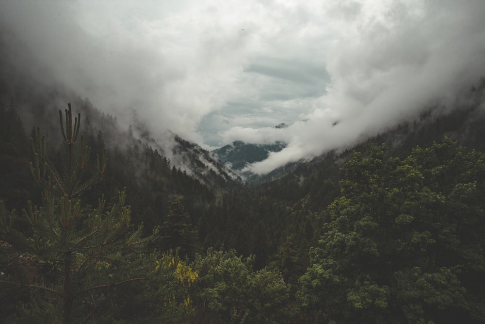 green leafed trees surrounded by sea of clouds