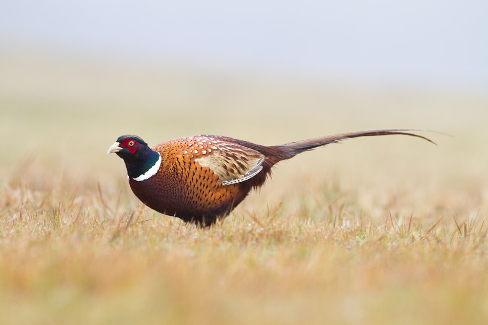 Fotografía de enfoque superficial de pájaro marrón en hierba marrón