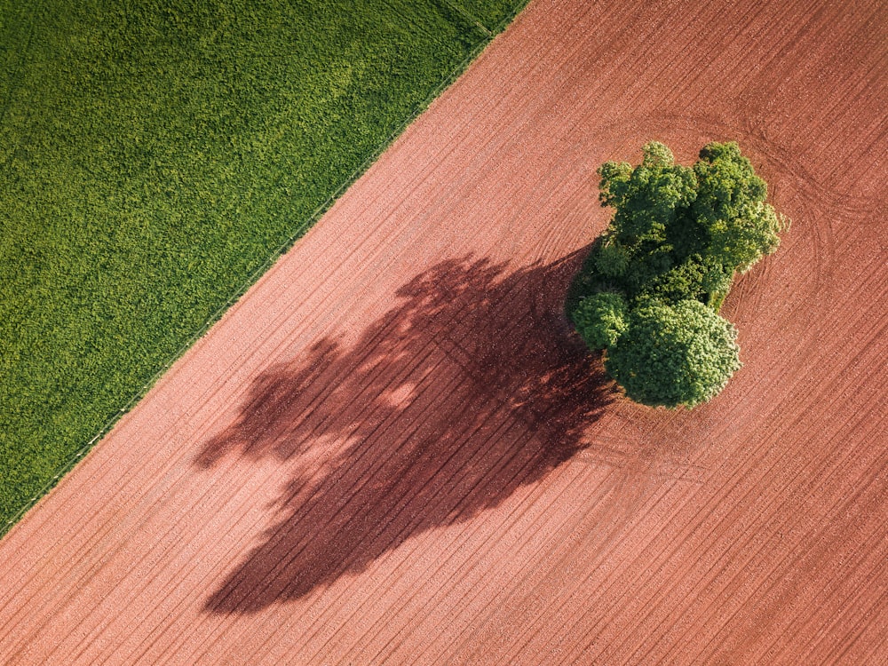 green tree under sunny sky