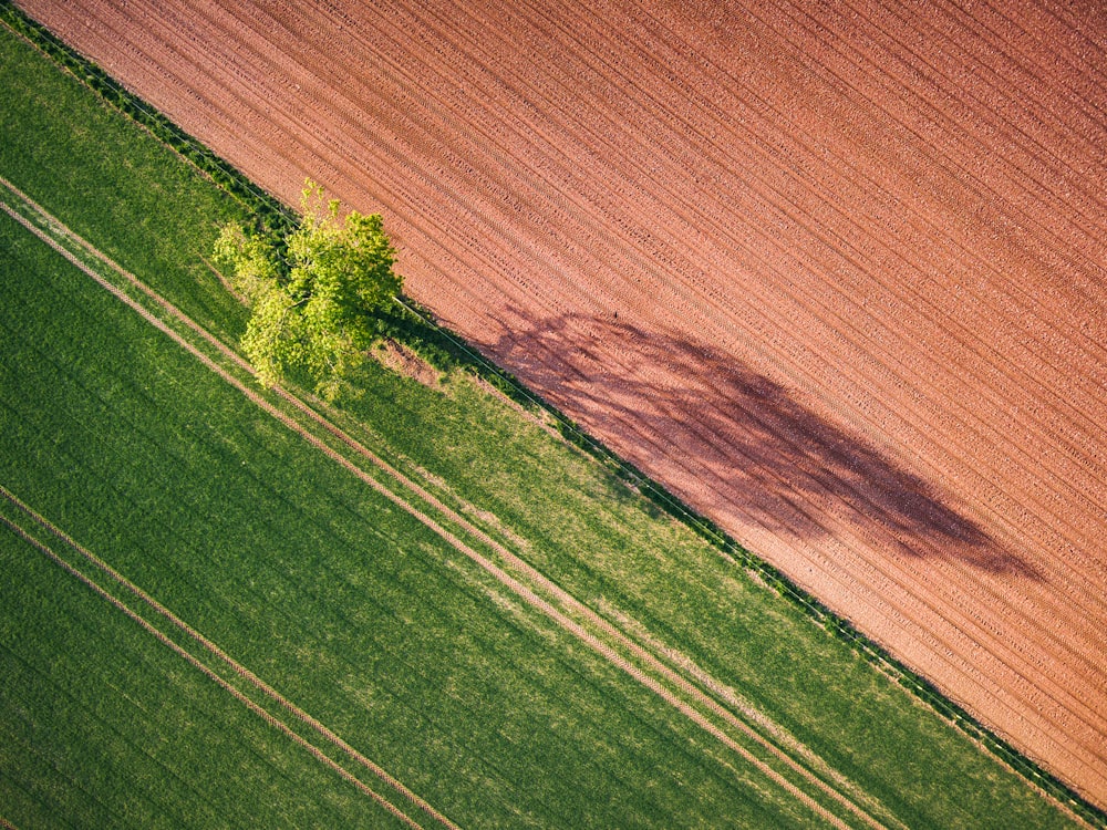 árvore de folhas verdes perto de gramíneas verdes