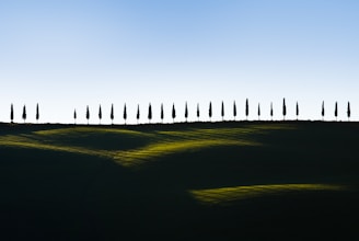pine trees on green grass