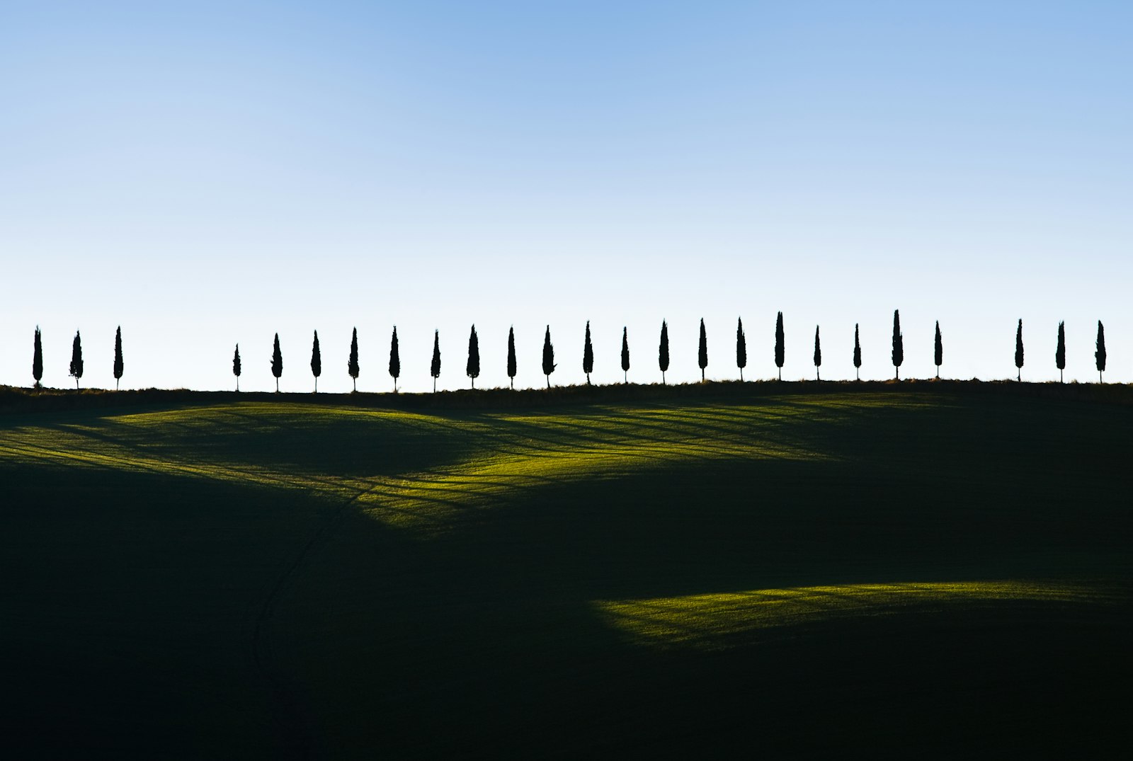 Canon EOS 5D + Canon EF 70-200mm F2.8L IS USM sample photo. Pine trees on green photography