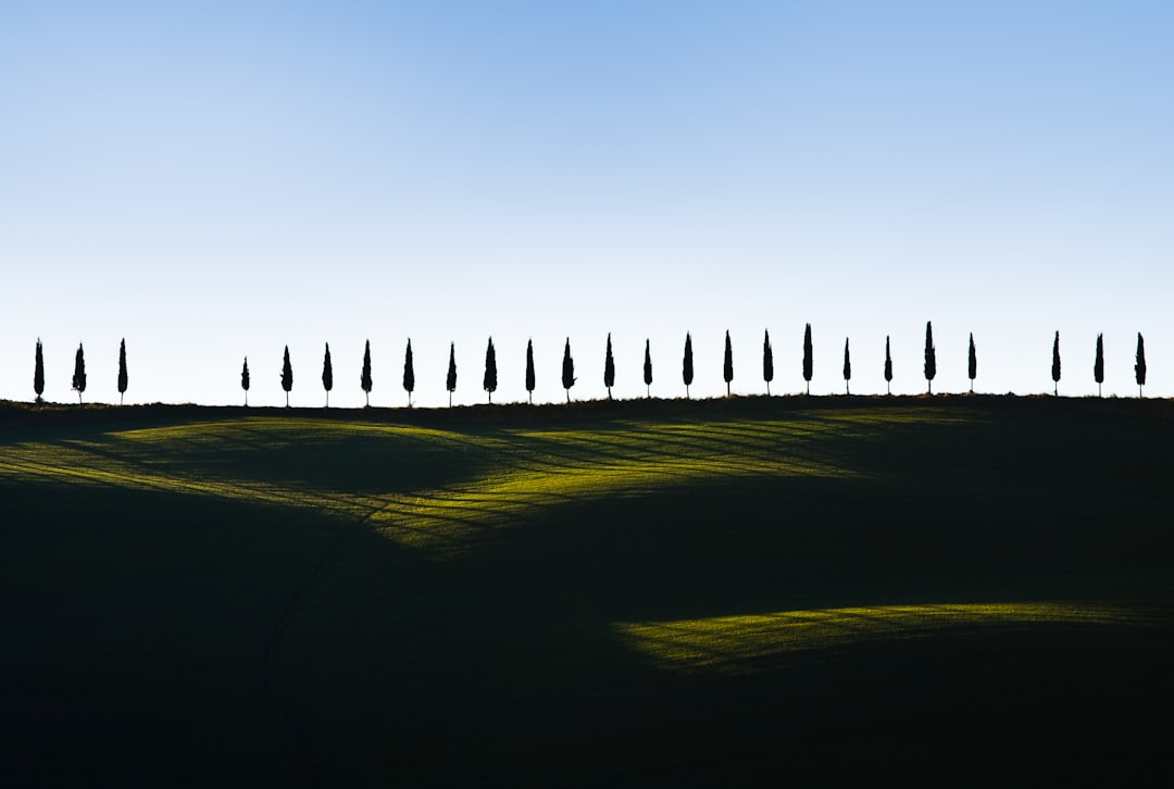 pine trees on green grass, Tuscany fields