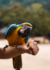 orange, blue, and green macaw bird perched on person's hand
