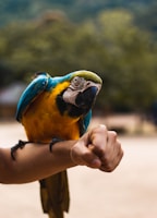 A colorful bird perched on a hand, looking curious.