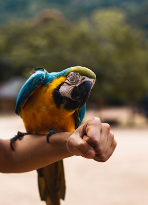 A colorful bird perched on a hand, looking curious.