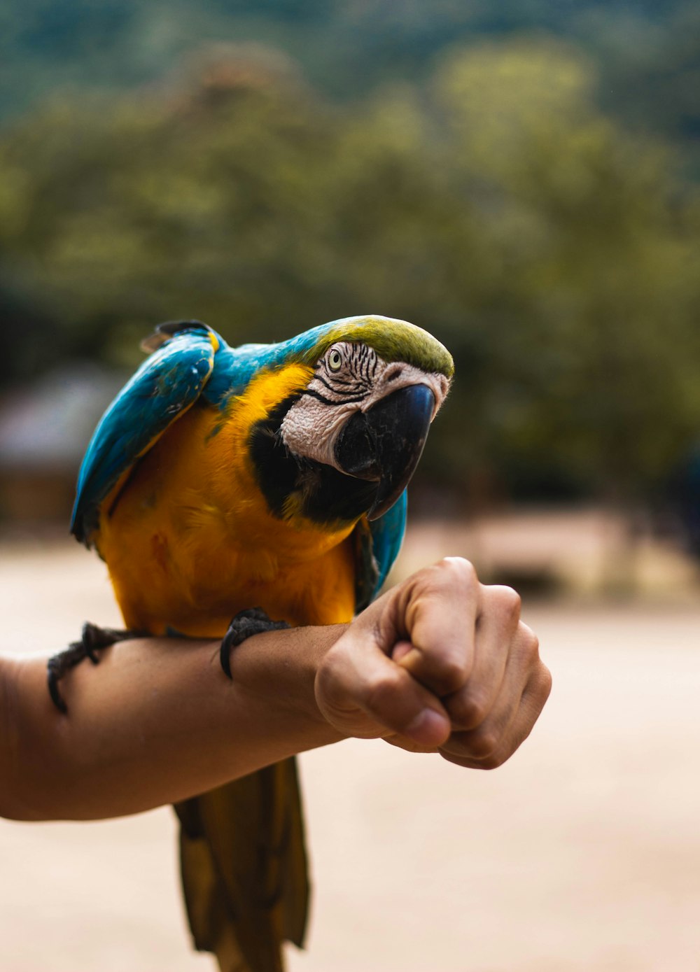 オレンジ、青、緑のコンゴウインコの鳥が人の手にとまっています
