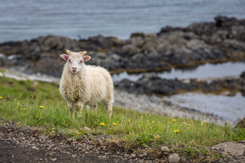 white sheep pasture on green field