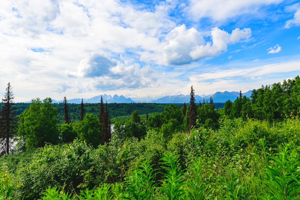 view photography of green trees under cloudy sky