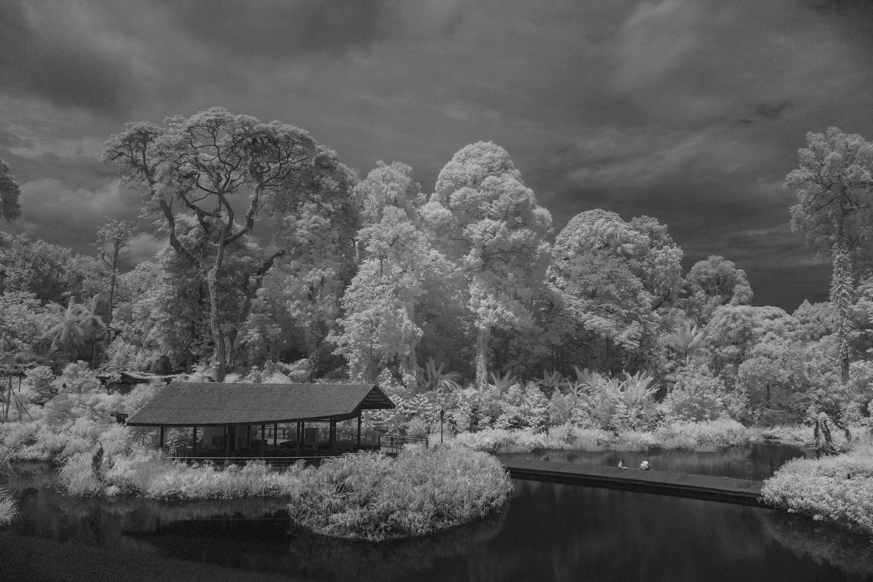 Infrared shot of Keppel wetlands at Singapore Botanic Gardens