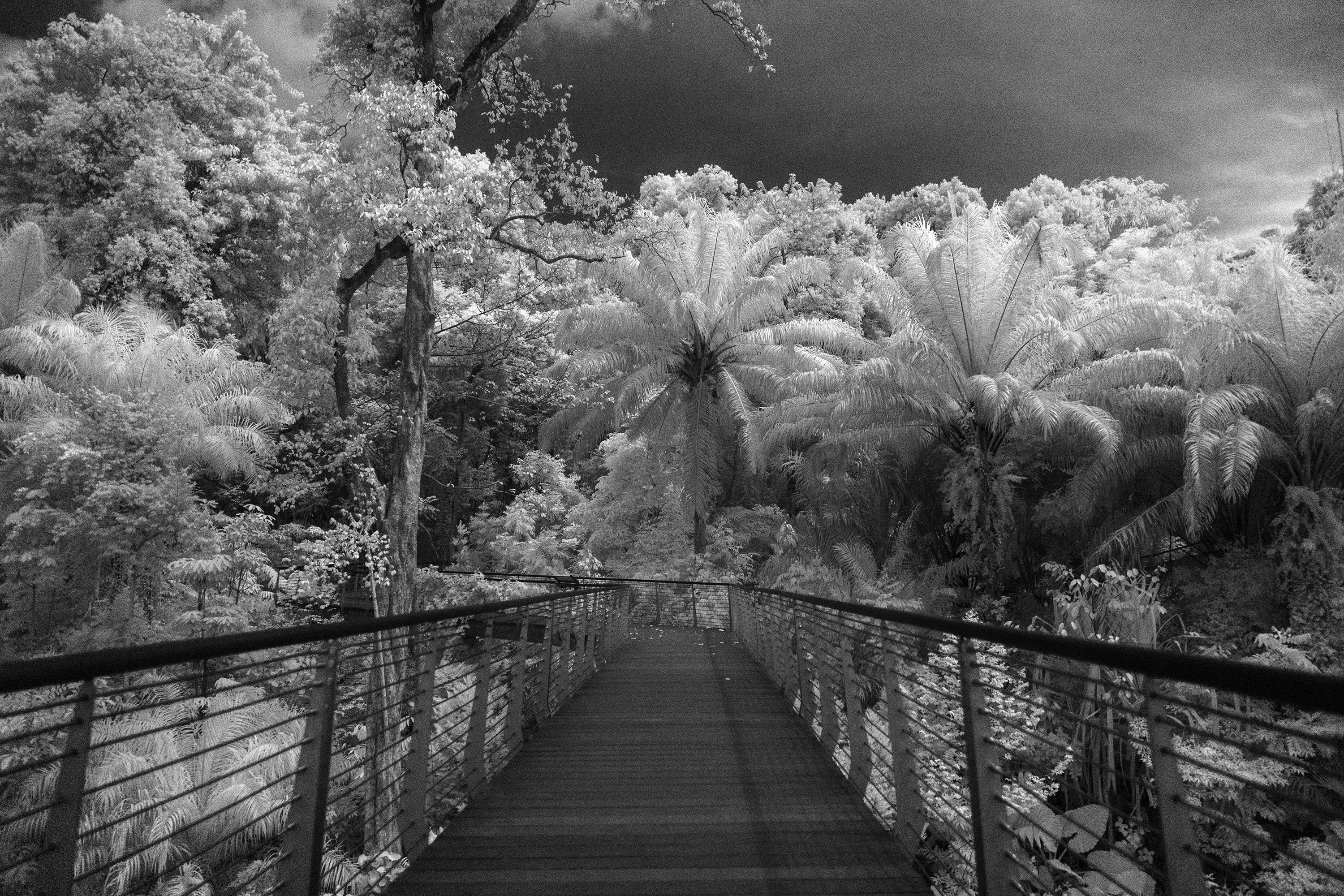 Infrared shot at Keppel discovery wetlands at Singapore Botanic Gardens