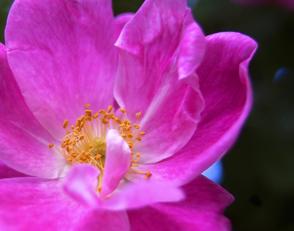 flor de pétala rosa