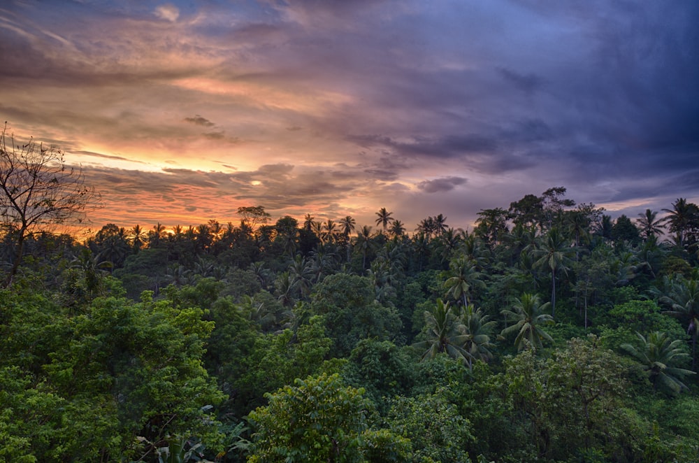 landscape photography of green trees