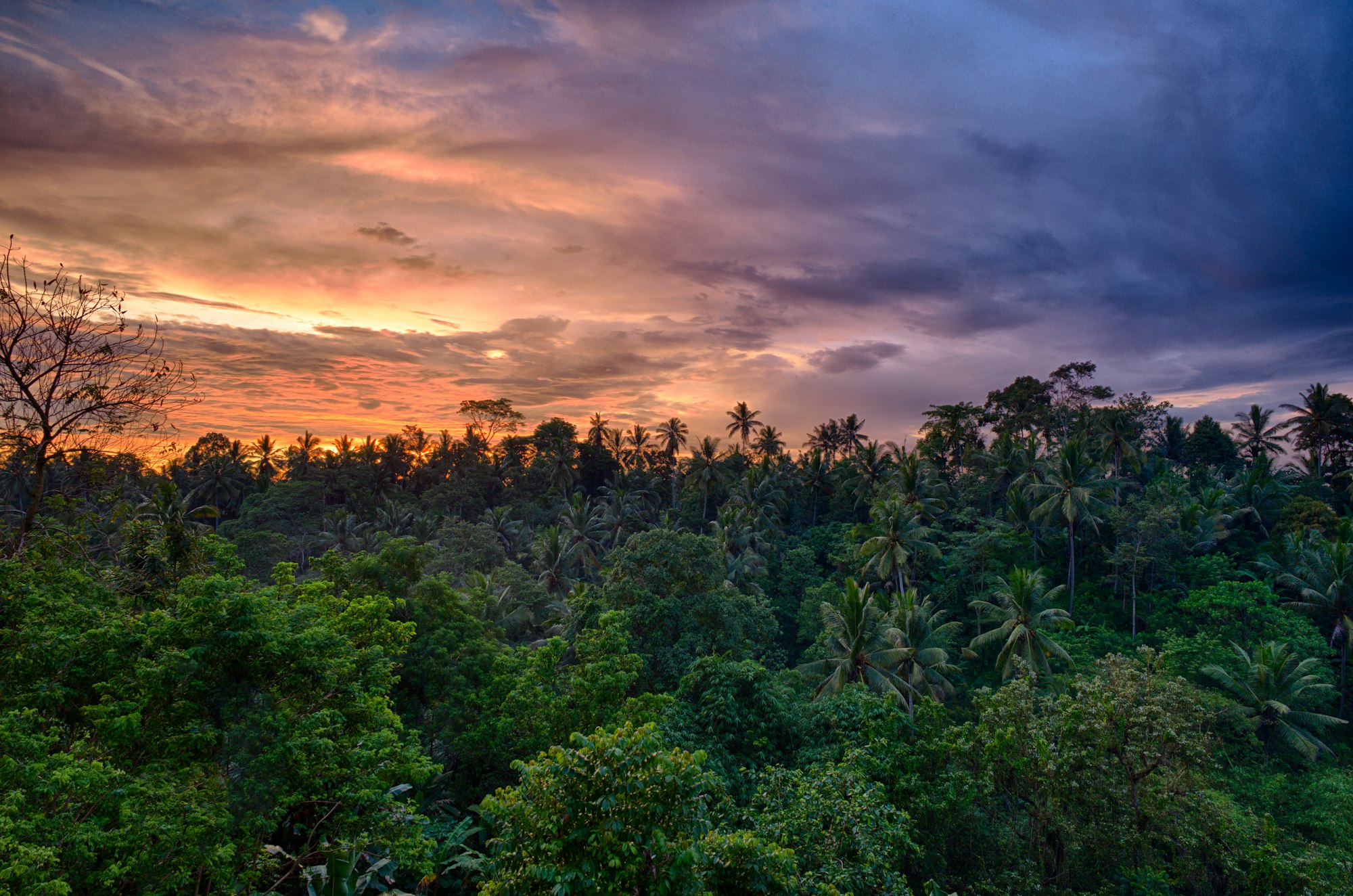 Warm beautiful sunset over Komaneka at Bali depicting photosynthesis and result of the origin of life