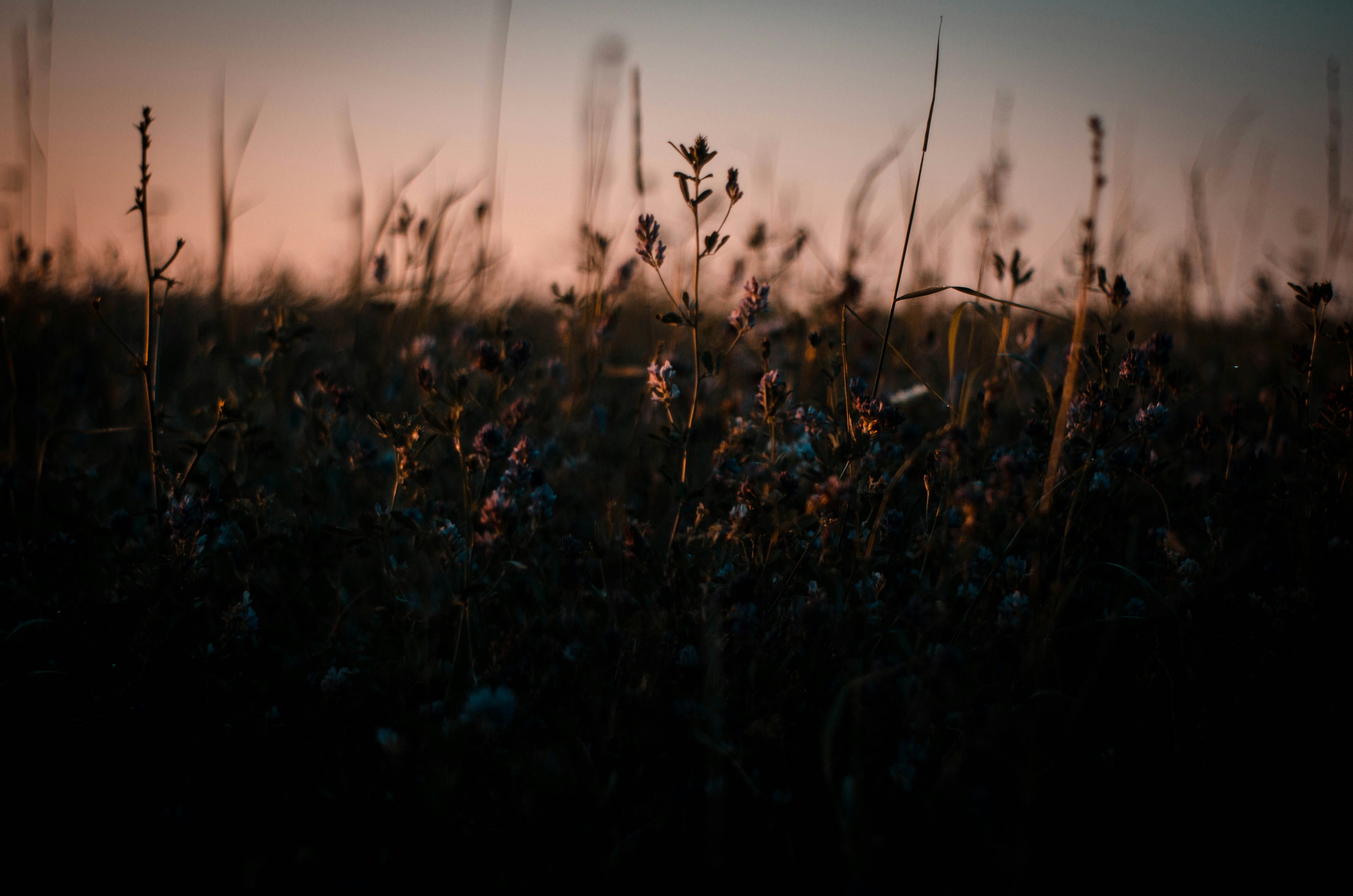 shallow focus photography of flower bed