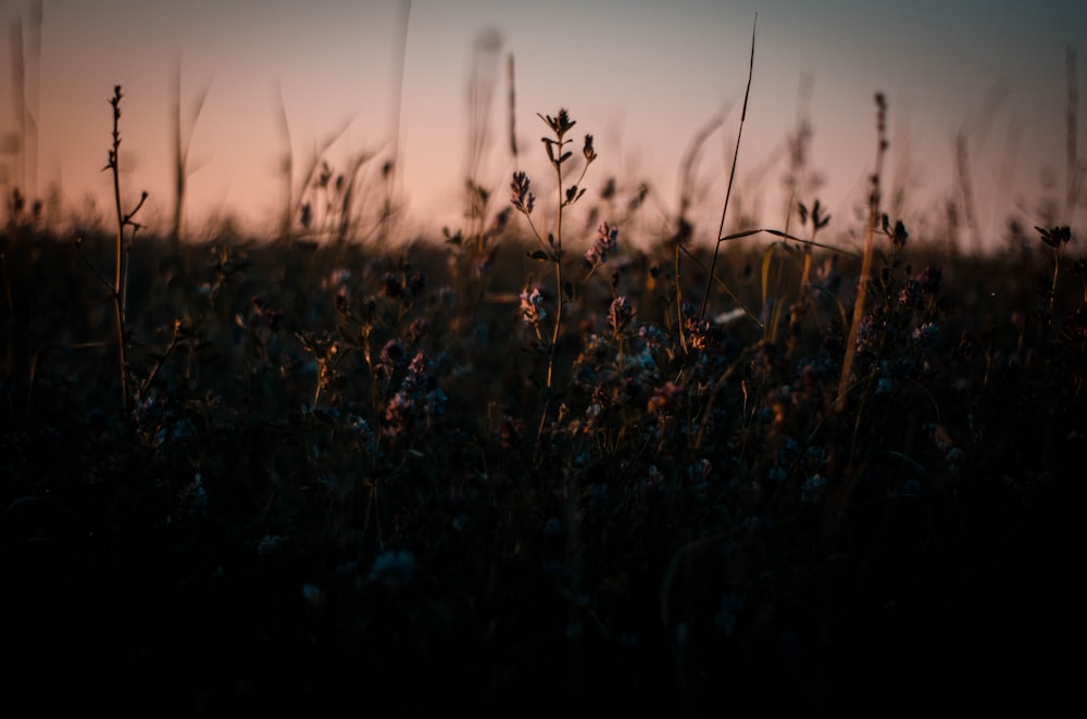 shallow focus photography of flower bed