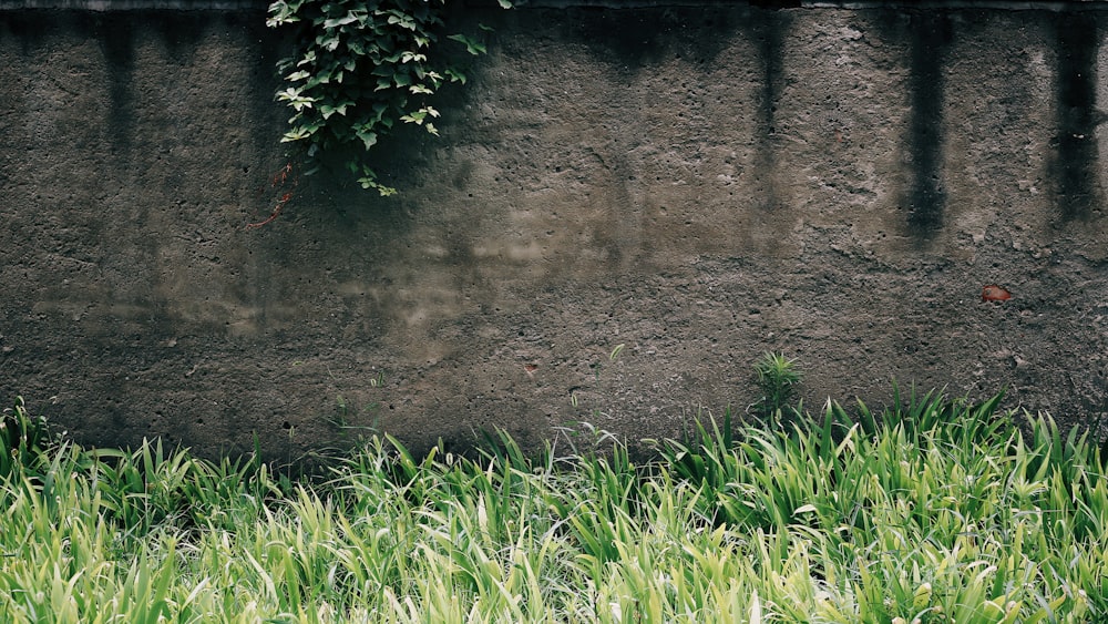 gray building surrounded with green grasses