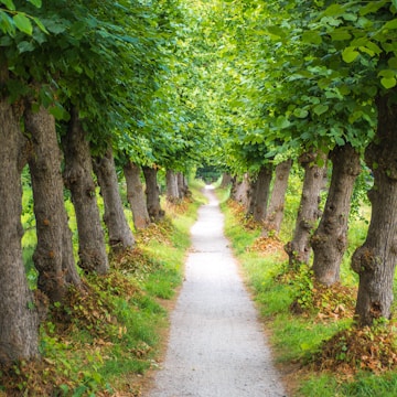 gray pathway between green leafed trees