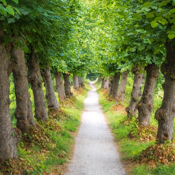 gray pathway between green leafed trees
