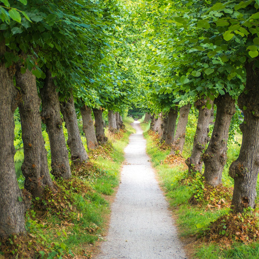 sentiero grigio tra alberi dalle foglie verdi