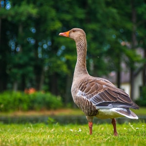 A goose standing on a grassy field with a blurred background of trees. The bird's feathers appear brown with some white and gray accents, and it has an orange beak and legs.