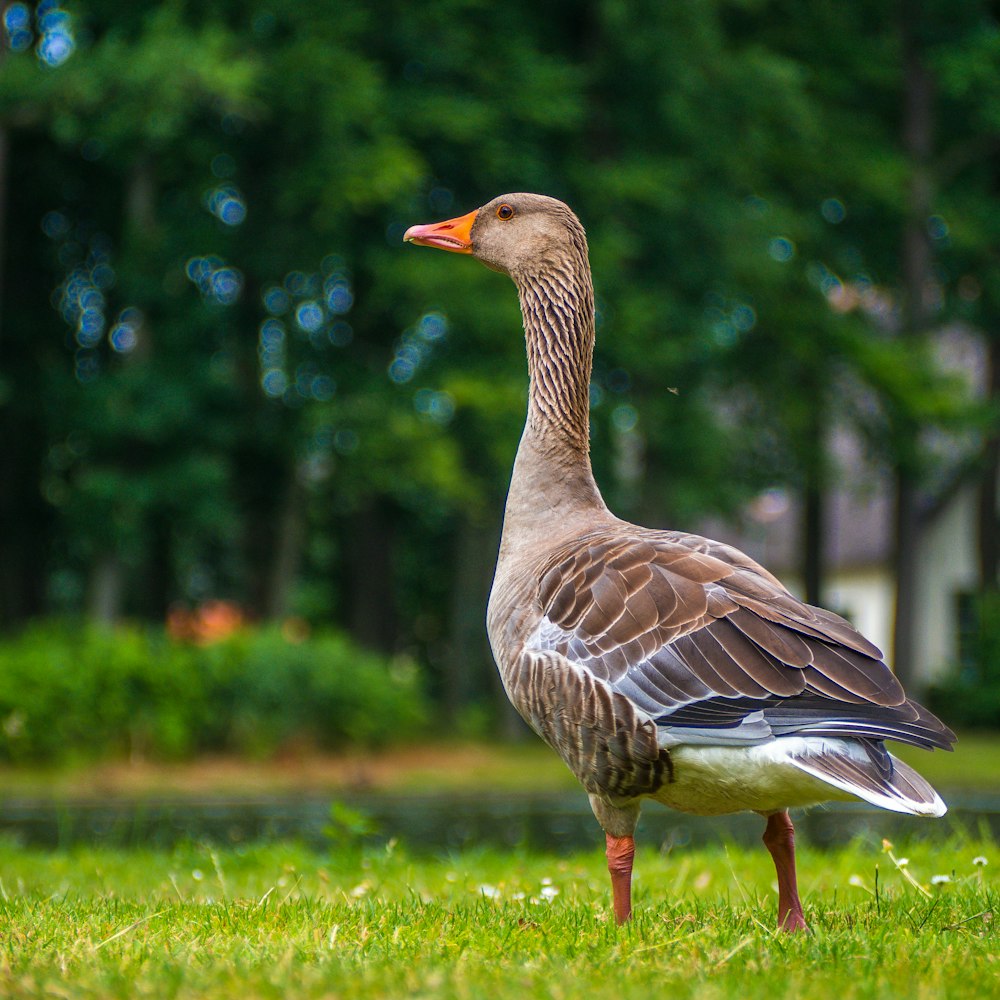 selective focus photograph of goose