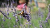 A peaceful garden scene with bees hovering around lavender plants at dusk.