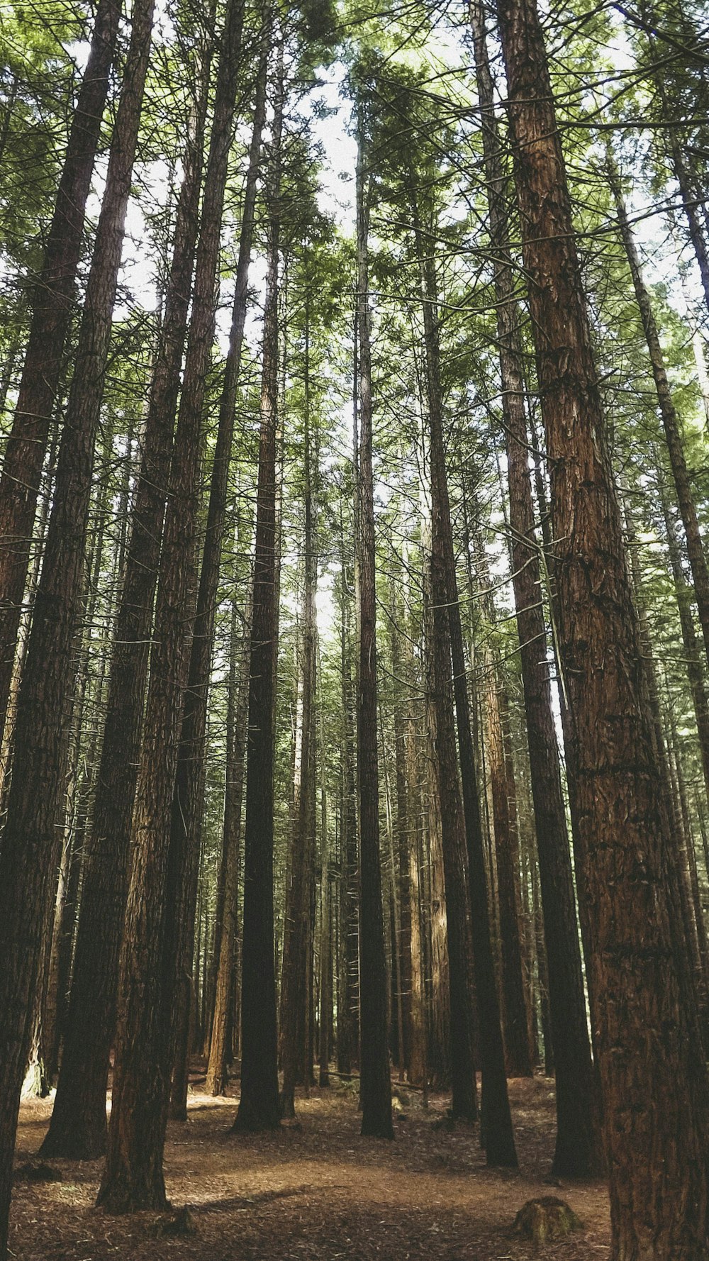 green trees