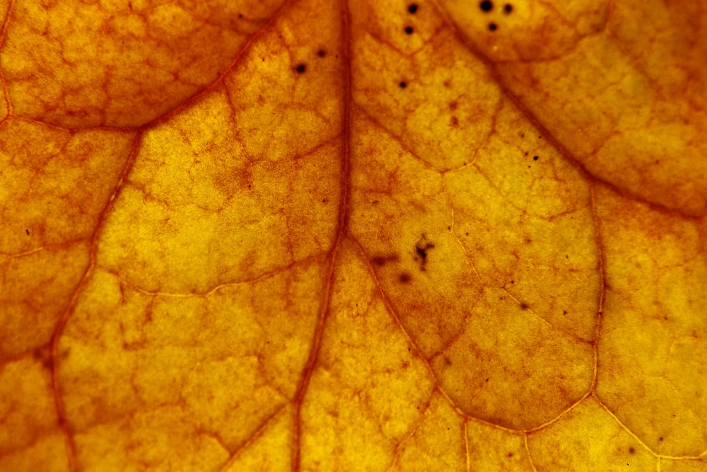 close-up photography of brown leaf