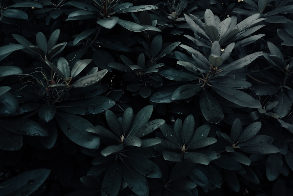 silhouette photography of leaves