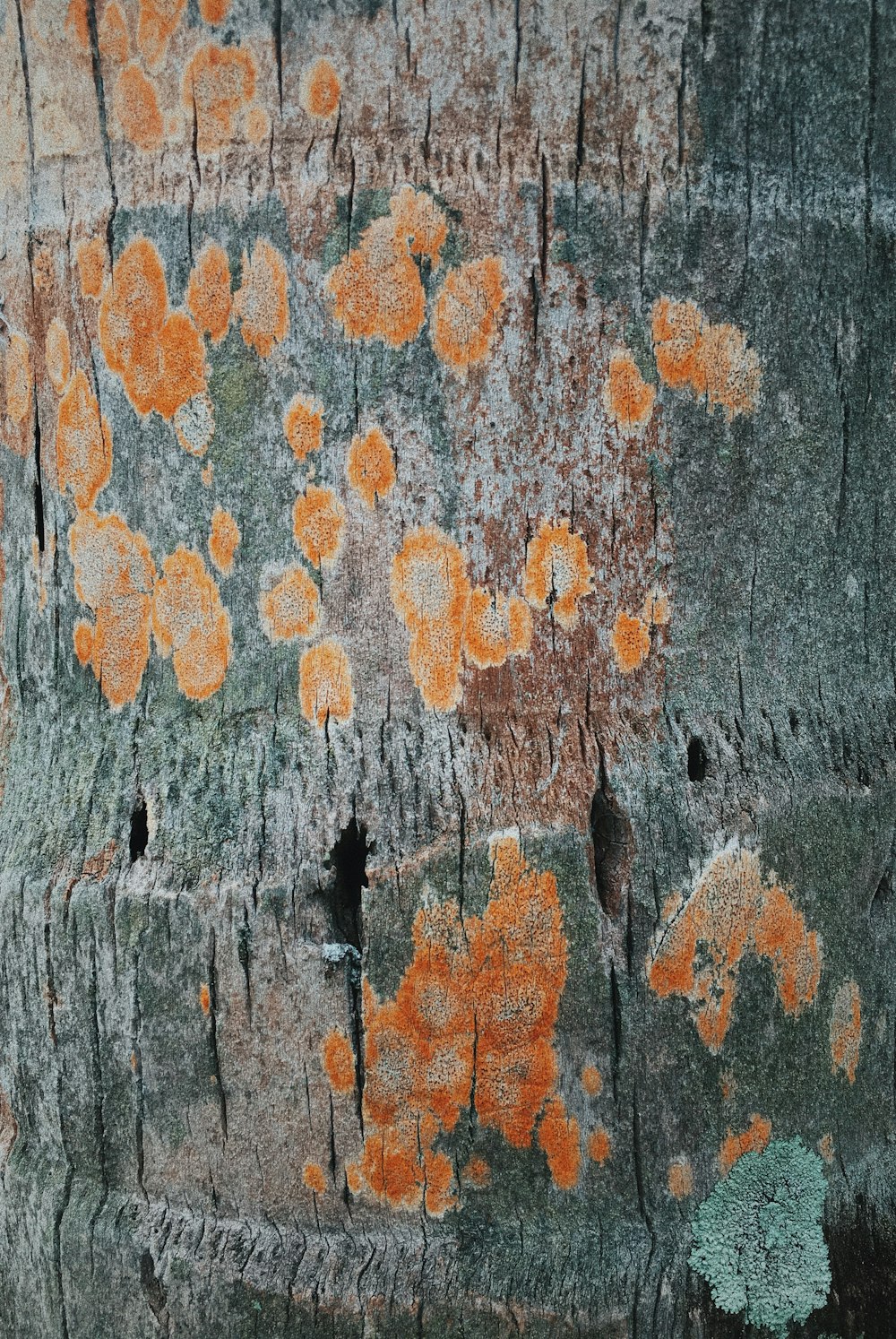 manchas en la corteza de los árboles