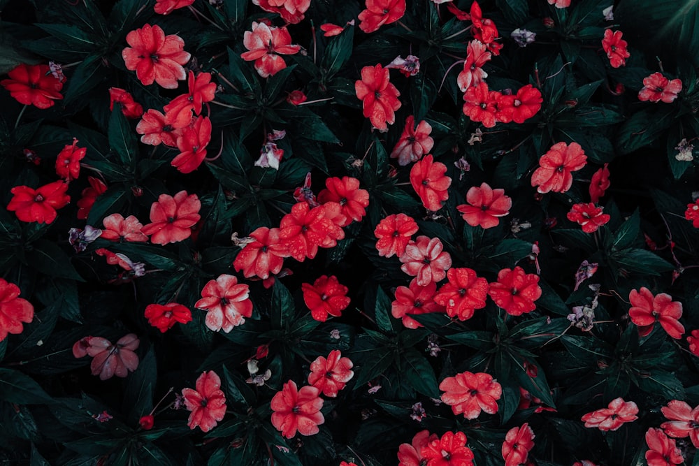 red petaled flowers in close-up photography