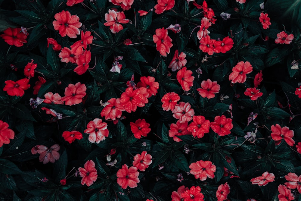 flores de pétalos rojos en fotografía de primer plano