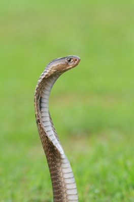 A king cobra rising with hood expanded in a natural forest setting.