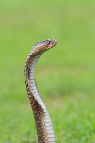 A king cobra rising with hood expanded in a defensive posture in a forest setting
