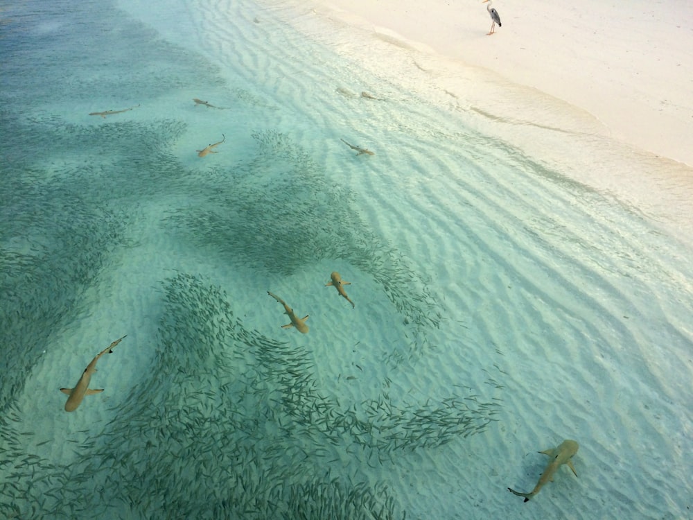 branco di pesci sulla spiaggia