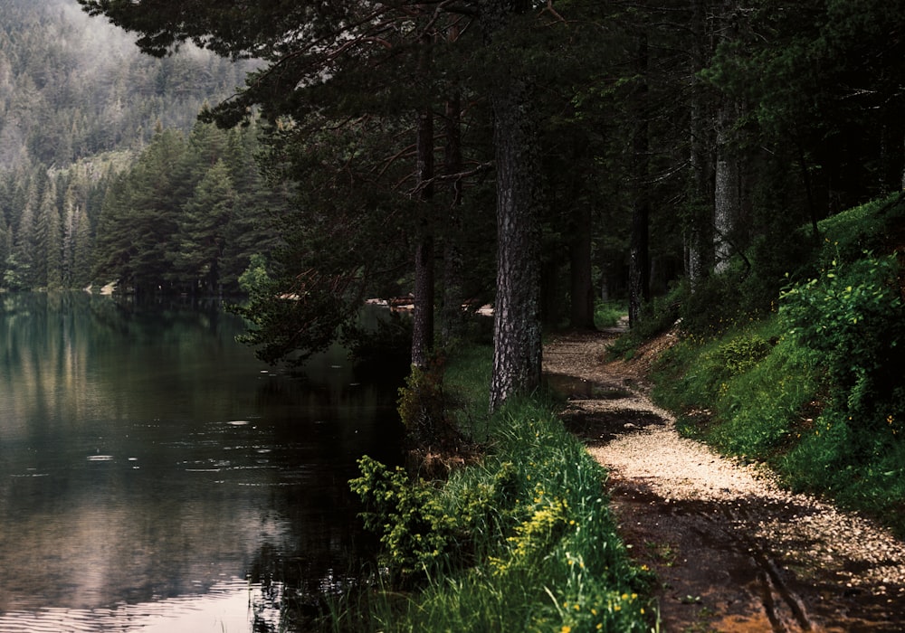 green leafed trees near body of water at daytime