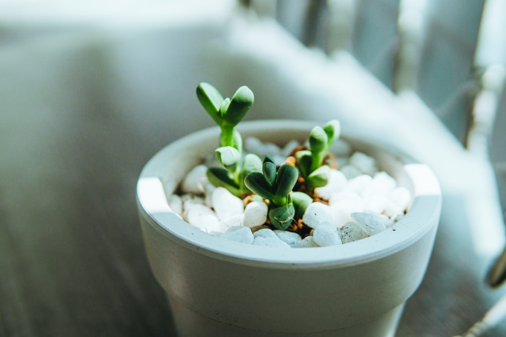 shallow focus photography of green plants in vase