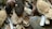 A collection of various seashells and marine debris, including conch shells, clam shells, crab shells, and driftwood. Some of the shells are partially broken, adding to a natural and rustic look.