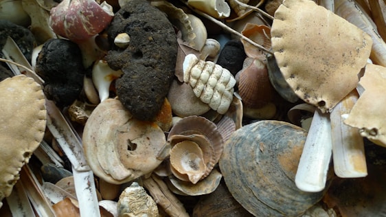 A collection of various seashells and marine debris, including conch shells, clam shells, crab shells, and driftwood. Some of the shells are partially broken, adding to a natural and rustic look.
