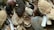 A collection of various seashells and marine debris, including conch shells, clam shells, crab shells, and driftwood. Some of the shells are partially broken, adding to a natural and rustic look.