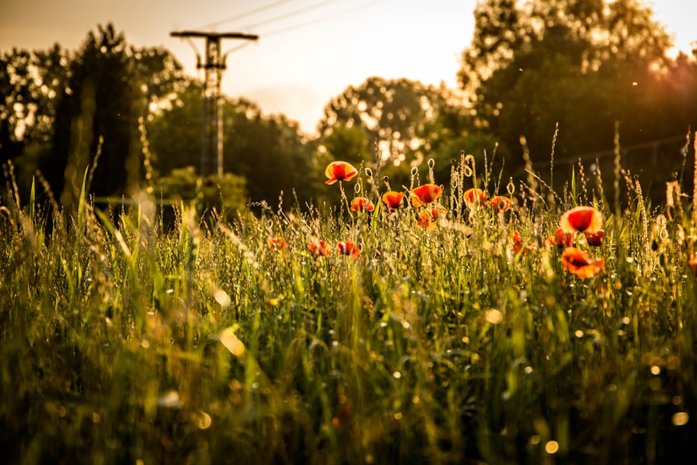 red petaled flower field near utility post at daytime