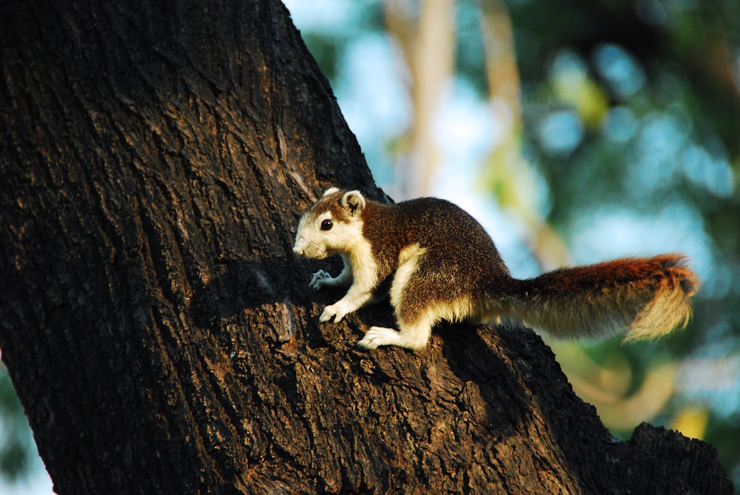 travelers stories about Wildlife in Chatuchak, Thailand