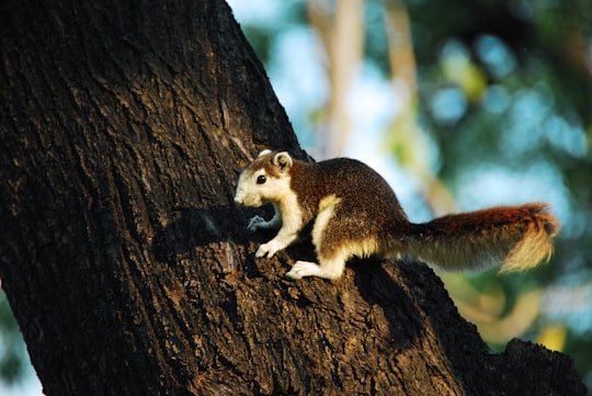 white and brown squirrel on tree in Chatuchak Thailand