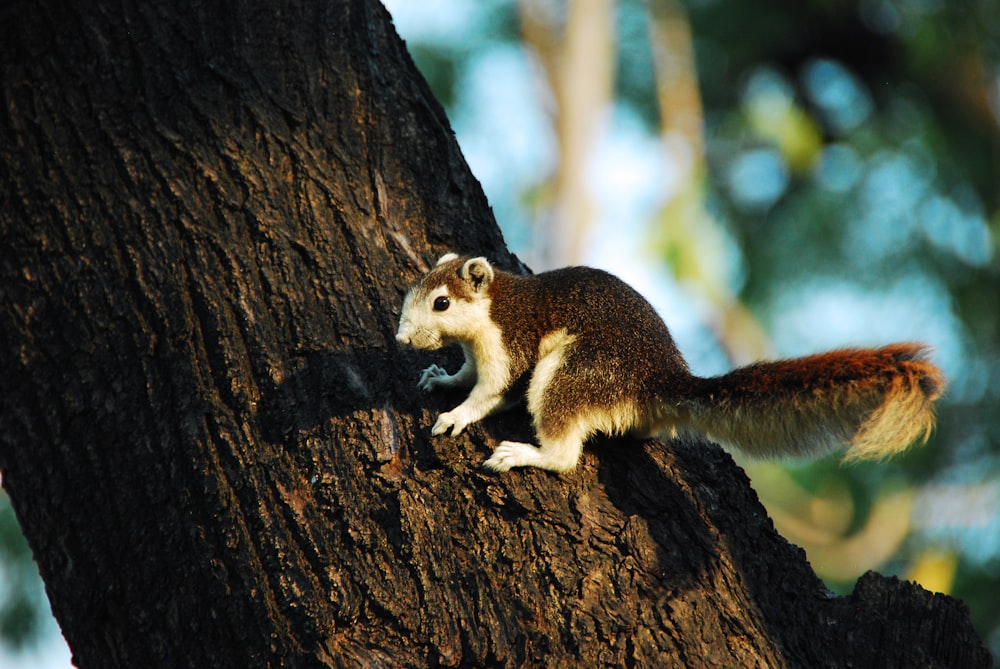 white and brown squirrel on tree