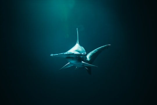 closeup photo of hammerhead shark in Hawaii United States