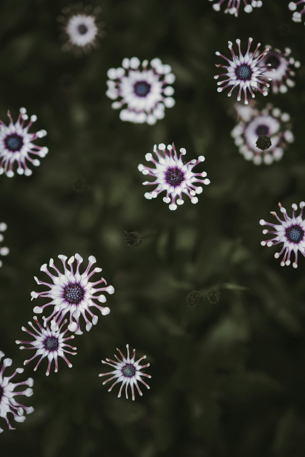 white petaled flowers