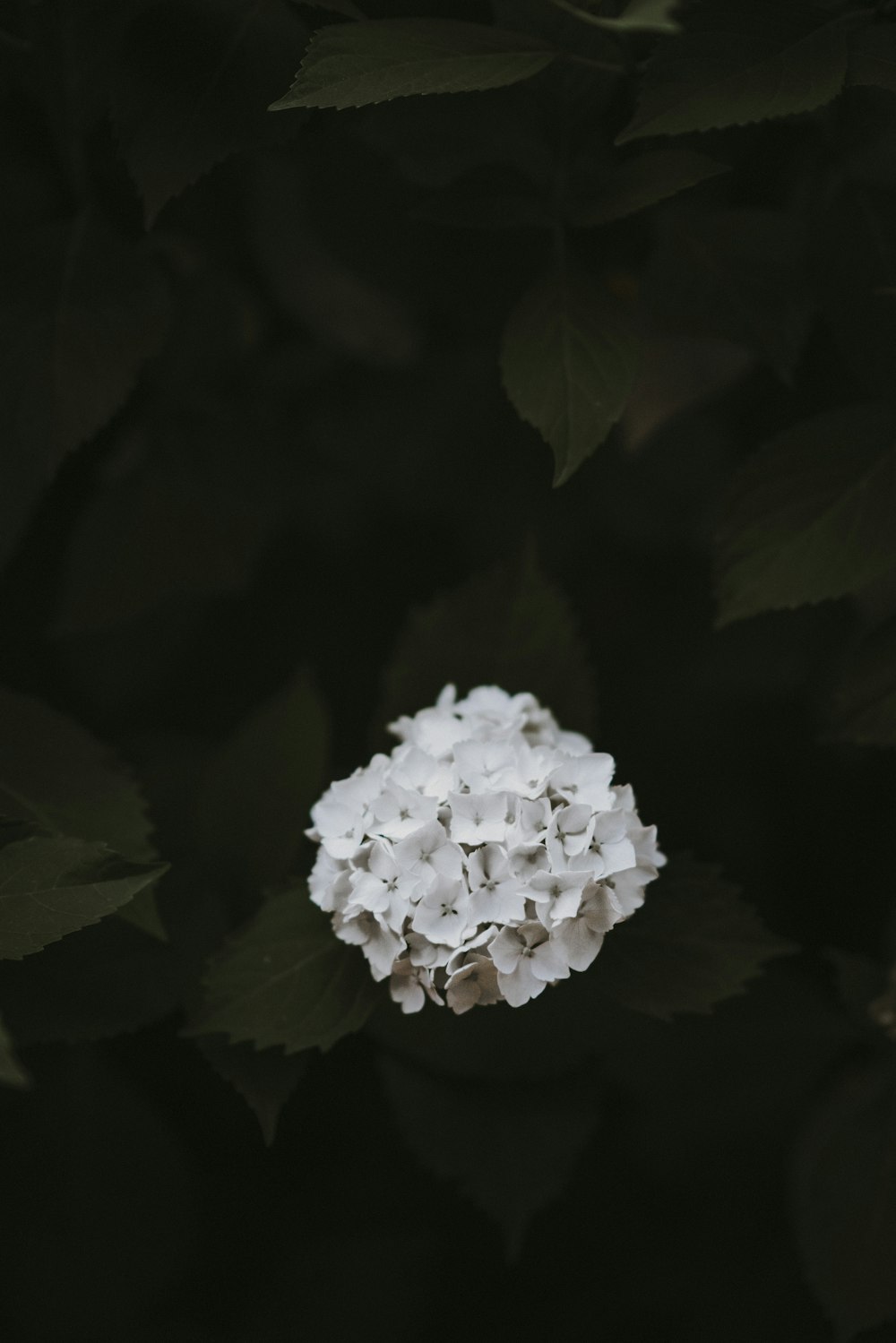 white petaled flower